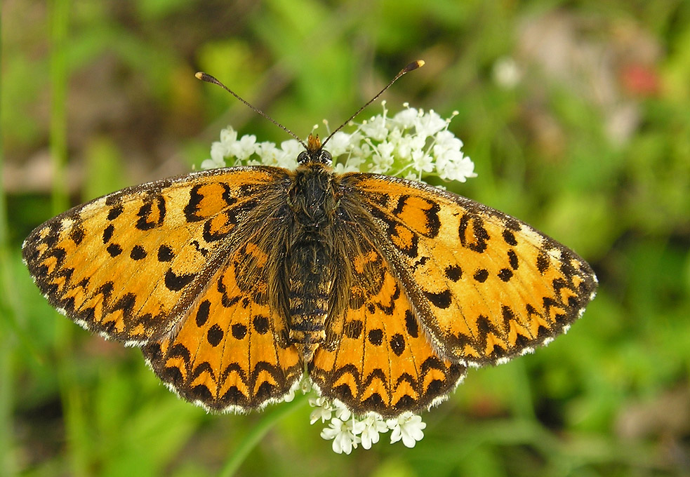 June Butterfly tour (Bulgaria)